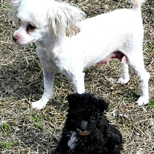 Mom and puppy outside