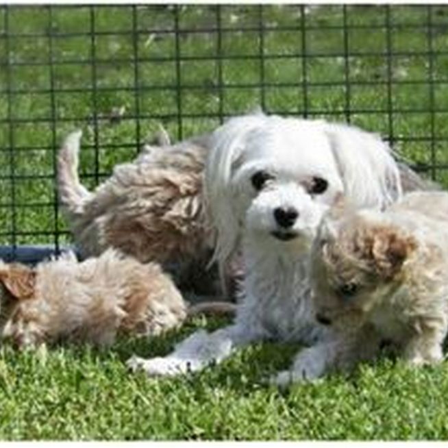 Mom and pups relax outside