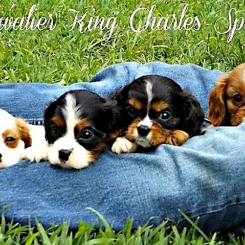 King Charles Spaniel puppies