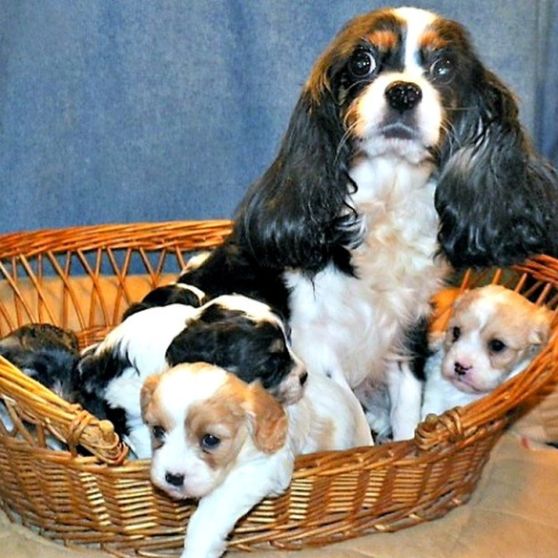 Cocker Spaniel mom with puppies