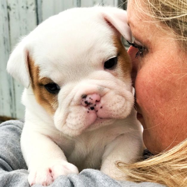 English Bulldog Puppy