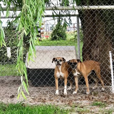 Retired Adult Boxers Playing in Outdoor Kennel