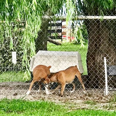 Adult Dogs Playing Outside