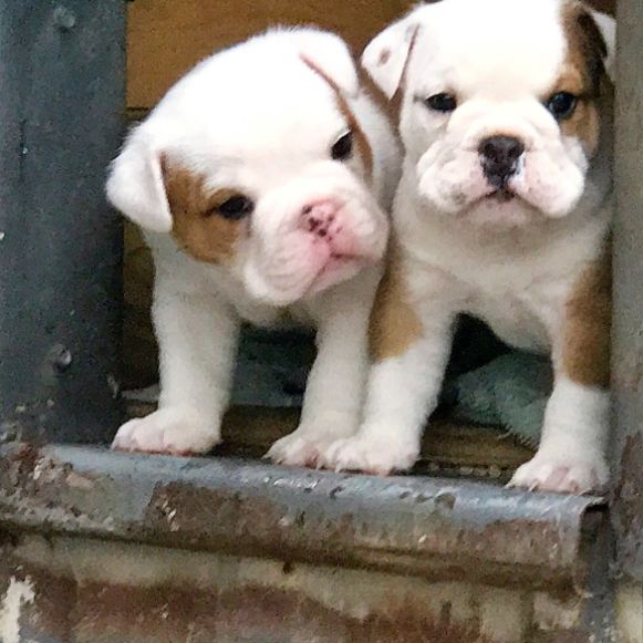 Bulldog Puppies