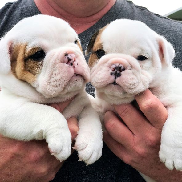 Cute English Bulldog Pups