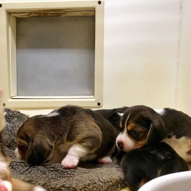 Beagle puppies