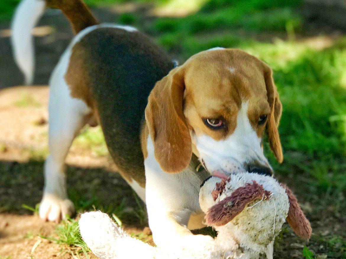 Rae Lynn Mercer Puppies Animal Kingdom Arizona