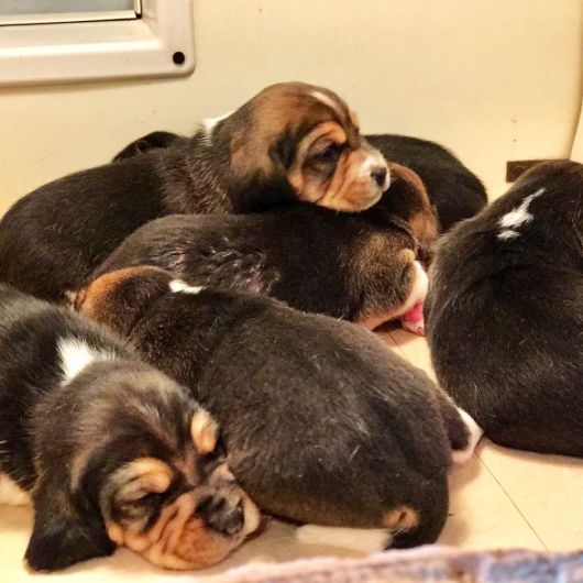 Adorable Beagle puppies