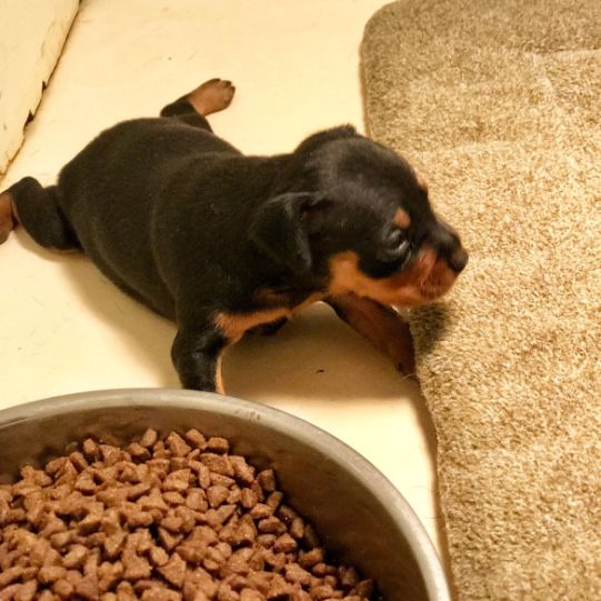 Tiny puppy in whelping area