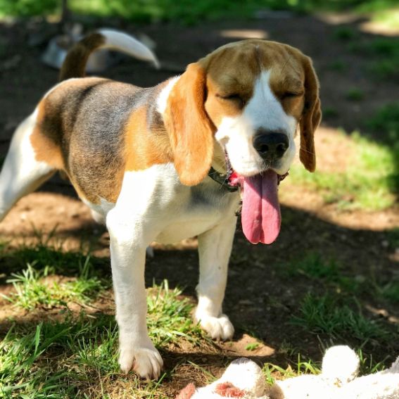 Beagle dog