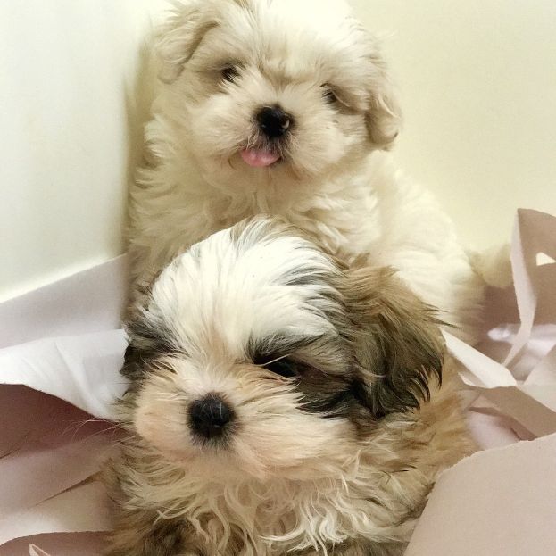 Lhasa Apso puppies