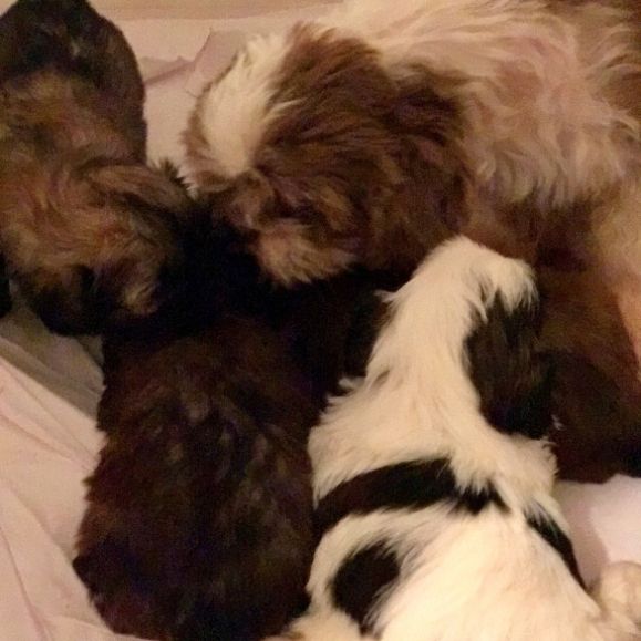 Puppies galore!