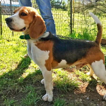 Beagle dog