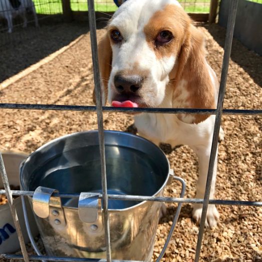 Beagle in kennel