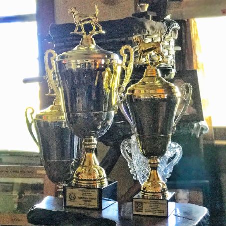 Raelynn is an award-winning breeder
