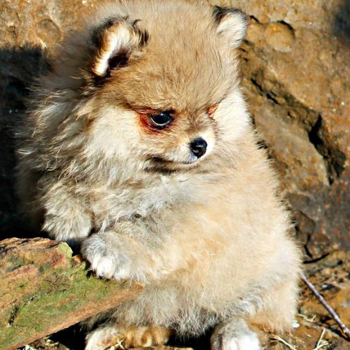 Adorable female Pom