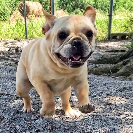 Dog running in play yard