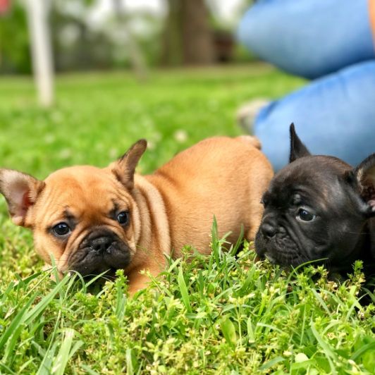 Puppies playing in field