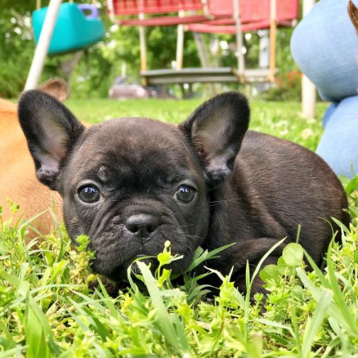 Cute Frenchie playing in field