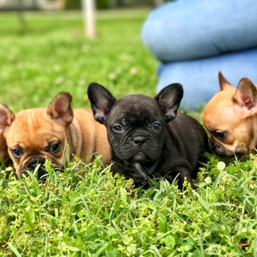 Dogs playing in field