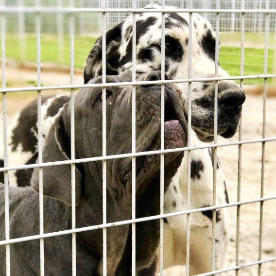 Adult Dogs in Outdoor Yard