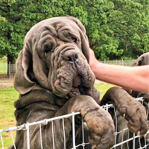 Neapolitan Mastiff