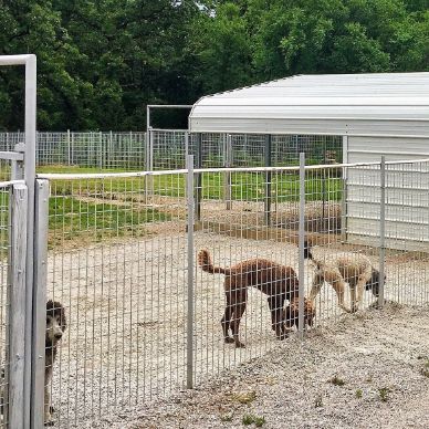 Stacie's Indoor/Outdoor Kennels