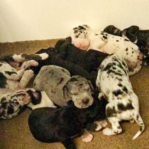 Great Dane Puppies