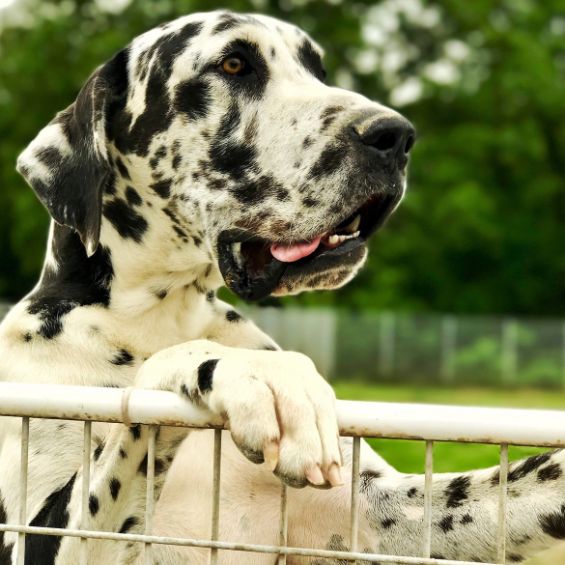 Amazingly Huge Great Dane