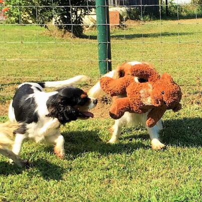 Adult dogs get outdoor socialization and exercise