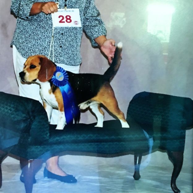 Stacy's champion Beagle