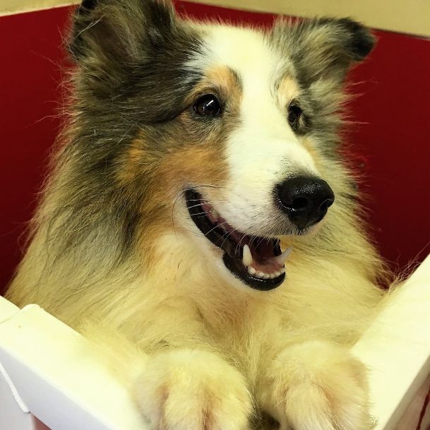 Adult Sheltie in her indoor kennel