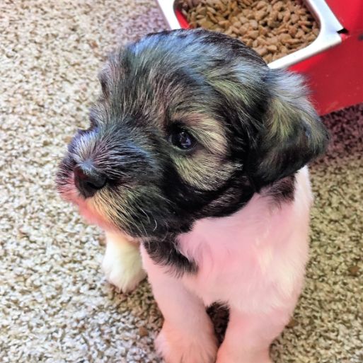 Schnauzer puppy