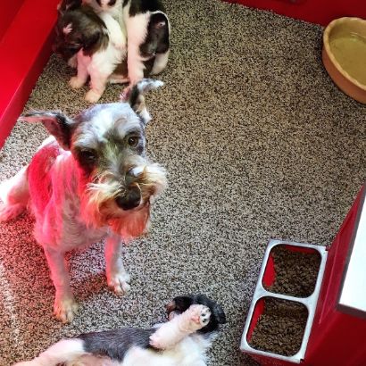 Mommy Schnauzer with her puppies