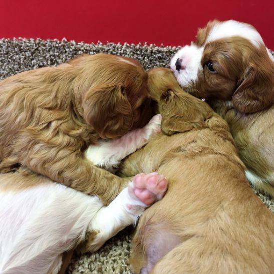 Cavalier King Charles Spaniel puppies