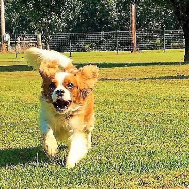 Cavalier King Charles Spaniel running in play yard