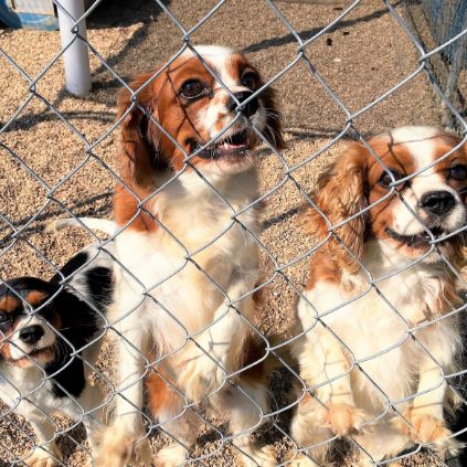 Cavalier King Charles Spaniel dogs in kennel