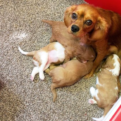 Mom inside with her puppies