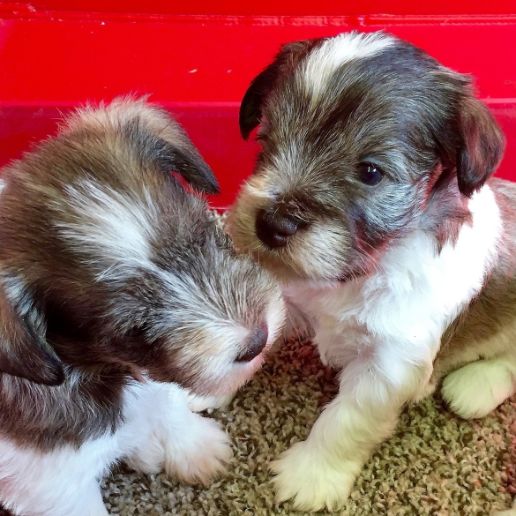 Puppies inside indoor kennels