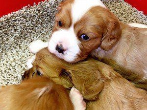 Stacy Jones Puppies Animal Kingdom Arizona