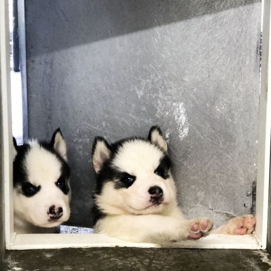 Husky puppies