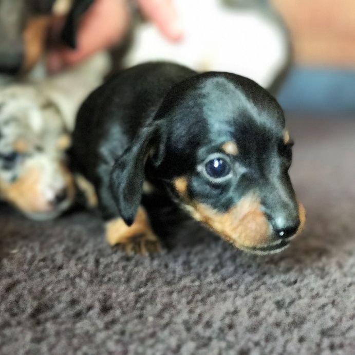 Adorable Baby Dachshund