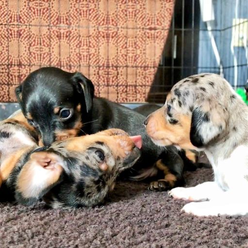 Dachshund puppies