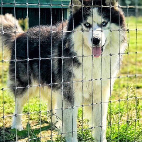 Adult Husky outdoors playing