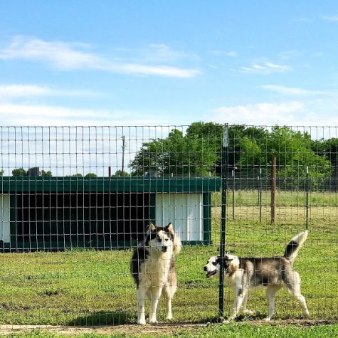 Dogs playing