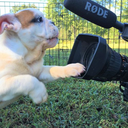 Susie's bulldog loves the camera