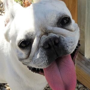 white french bulldog