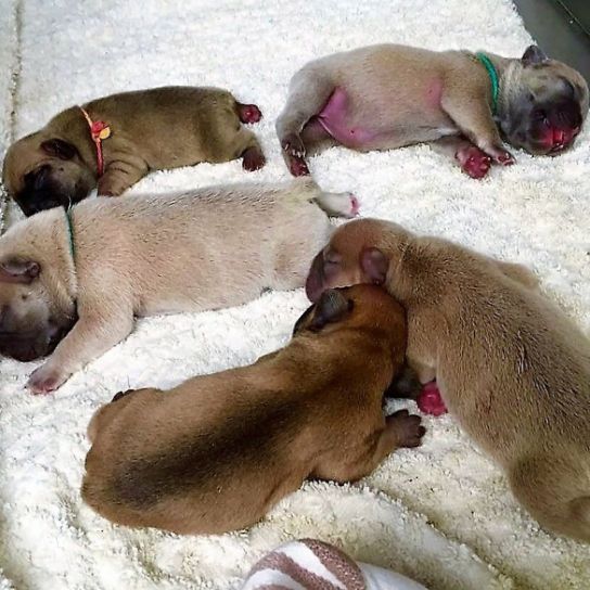 Newborn French Bulldogs