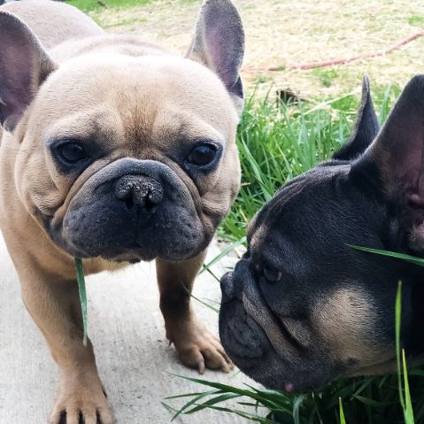 Frenchies