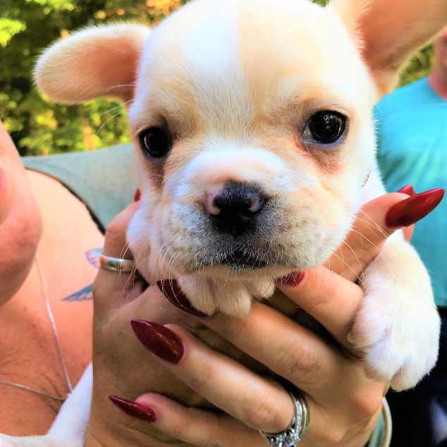 Baby French Bulldog